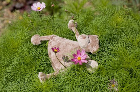 Hera Plantes Bien-être / Détente